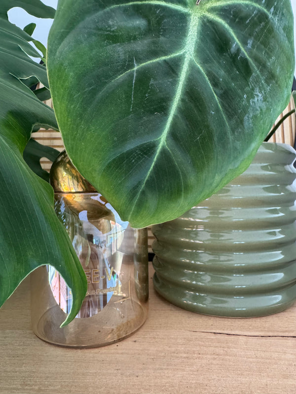 NEE-V Limited Edition Glass Canister.